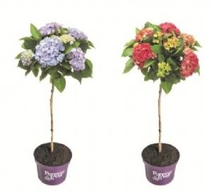 als melk Groene achtergrond Forever&Ever presenteert hortensia op stam