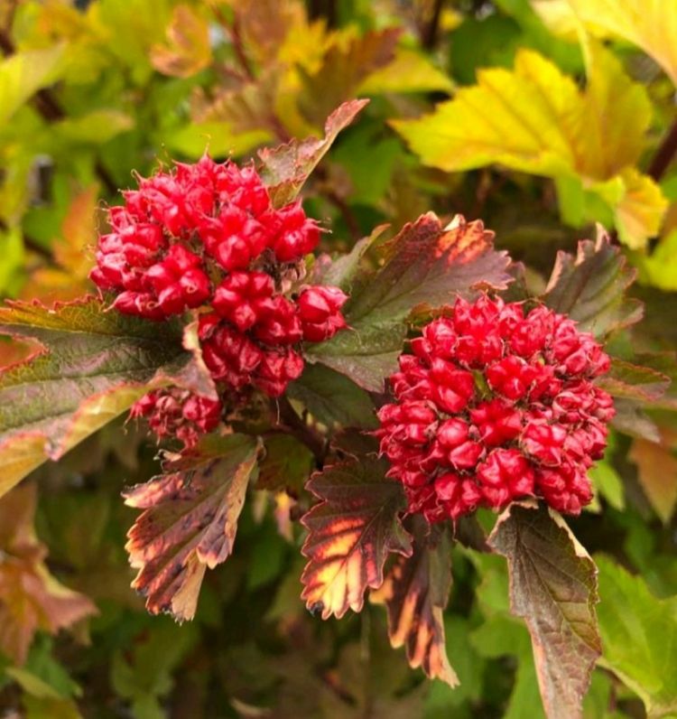 De grote bloemen van de 'Magic Ball' De grote bloemen van de 'Magic Ball'