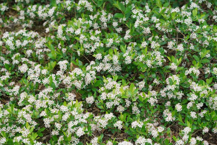 <i>Aronia melanocarpa</i> Revontuli Spreader