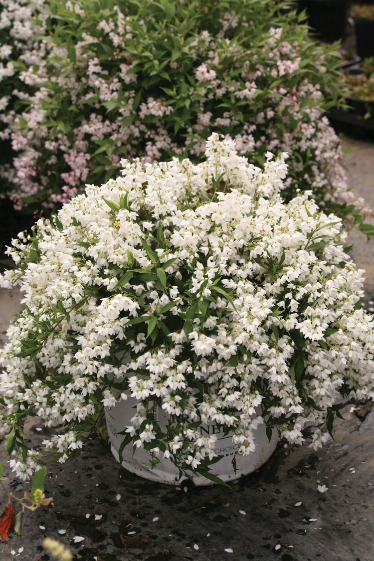 <i>Deutzia x</i> 'Yuki Snowflake'