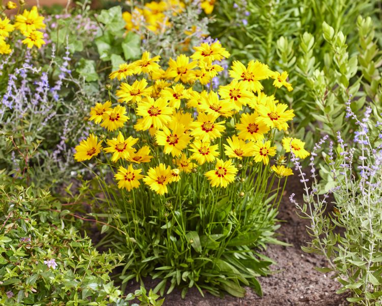 <i>Coreopsis grandiflora</i> Solar Mellow