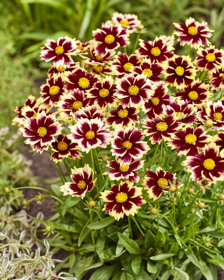 <i>Coreopsis grandiflora</i> Solar Fancy