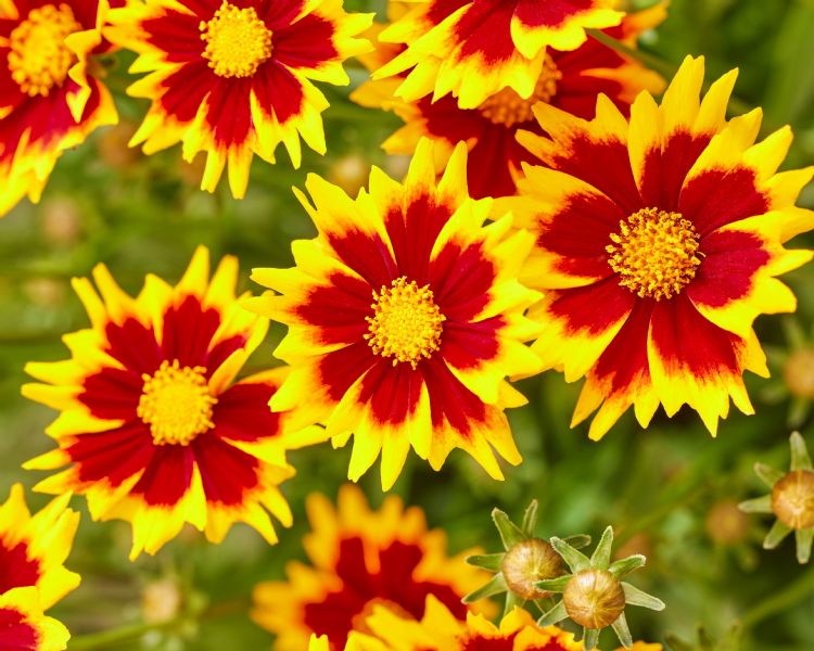 <i>Coreopsis grandiflora</i> Solar Jewel