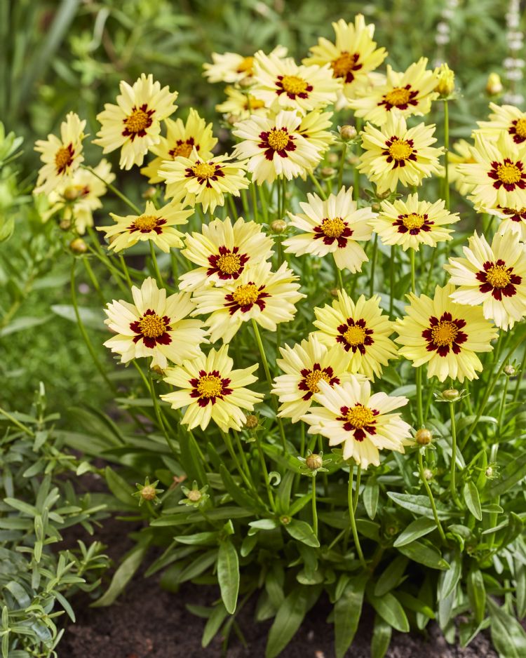 <i>Coreopsis grandiflora</i> Solar Moon