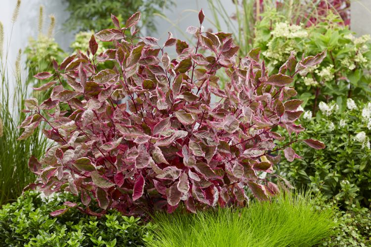 <i>Cornus alba</i> Miracle