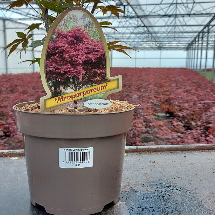 In een handomdraai zijn de stickers geprint In een handomdraai zijn de stickers geprint