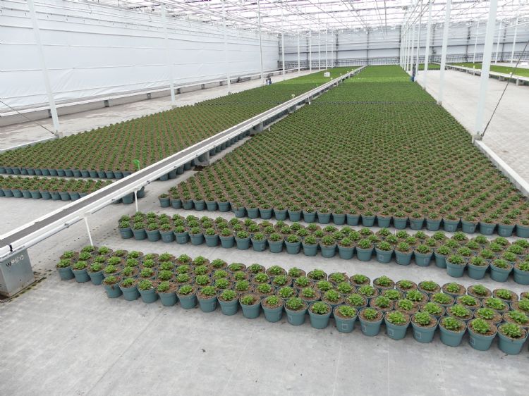 ErfGoed legde voor het eerst een brandvertragend worteldoek