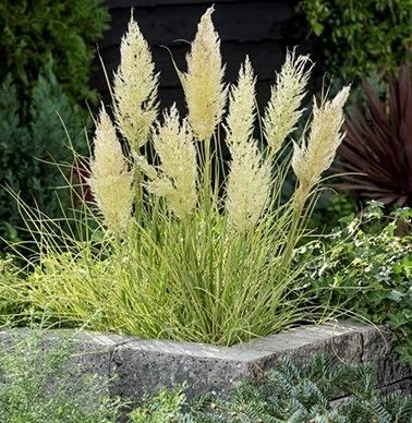 Cortaderia selloana (Tiny Pampa Gold) Cortaderia selloana (Tiny Pampa Gold)