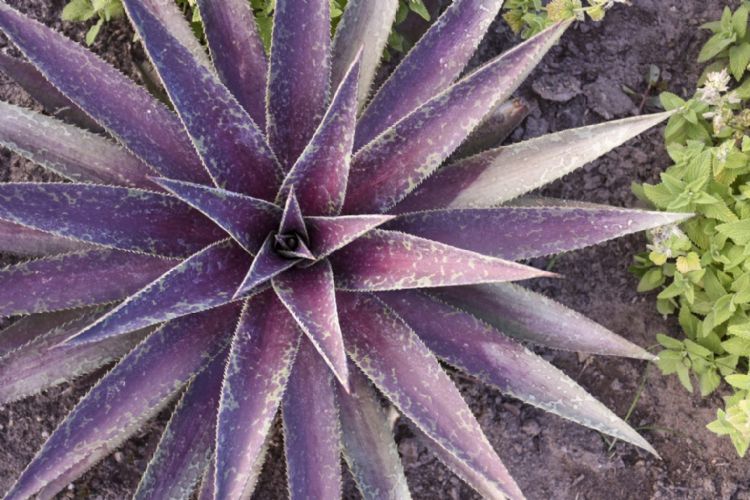 Mangave 'Blazing Saddles' (Mad About Mangave) Mangave 'Blazing Saddles' (Mad About Mangave)