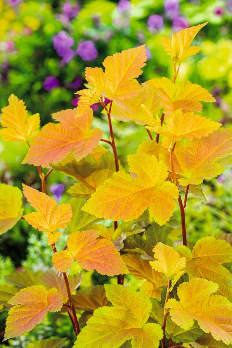 Physocarpus opulifolius (Magic Ball) Physocarpus opulifolius (Magic Ball)