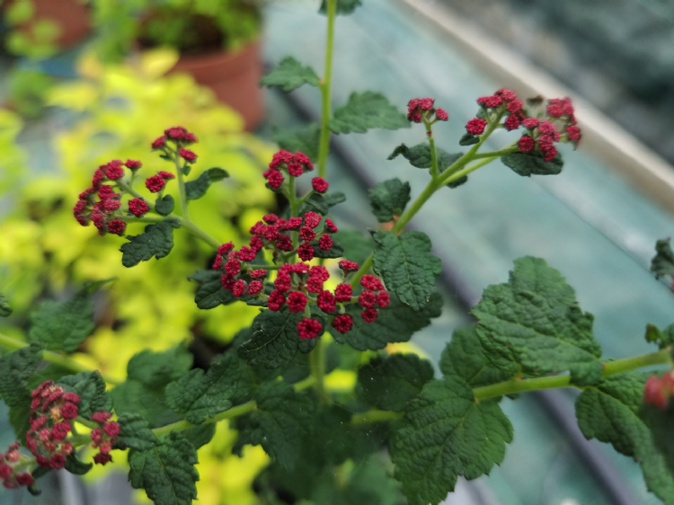 Spiraea japonica Spiraea japonica