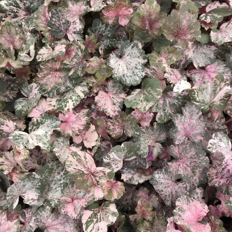 Heuchera 'Pinky Panky' Heuchera 'Pinky Panky'