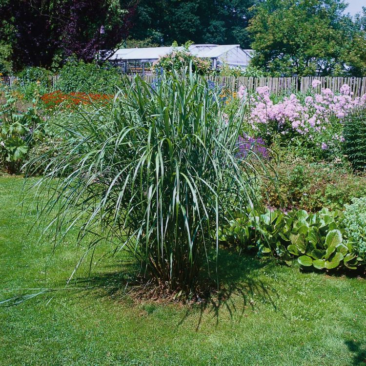 Concept: Eco2Grass, Plant: Miscanthus Eco2Grass Concept: Eco2Grass, Plant: Miscanthus Eco2Grass