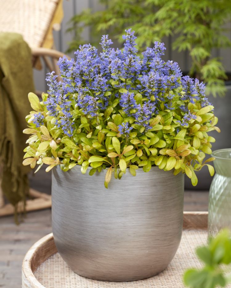 Ajuga 'Petpar' (Featherered Friends Petite Parakeet) Ajuga 'Petpar' (Featherered Friends Petite Parakeet)