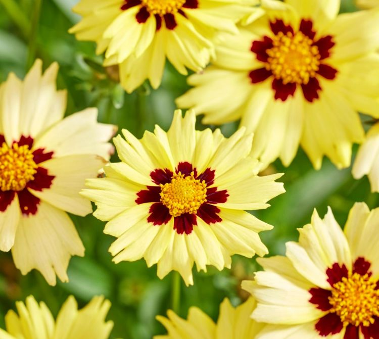 Coreopsis grandiflora (Solar Moon) Coreopsis grandiflora (Solar Moon)