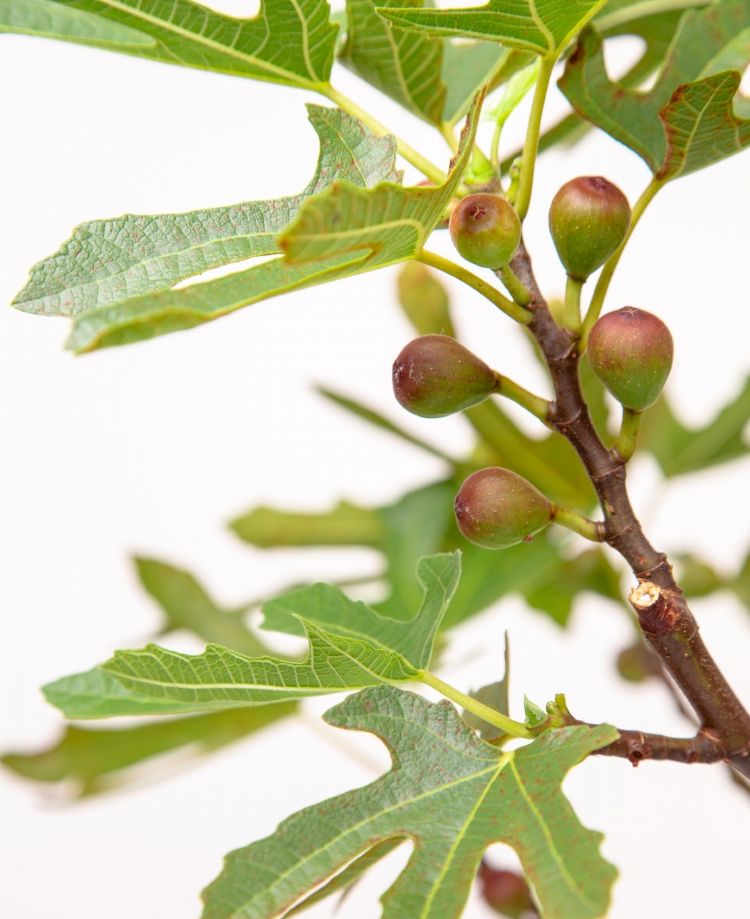 Ficus carica (Little Miss Figgy) Ficus carica (Little Miss Figgy)