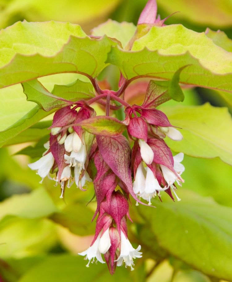 Leycesteria formosa (Little Lanterns) Leycesteria formosa (Little Lanterns)
