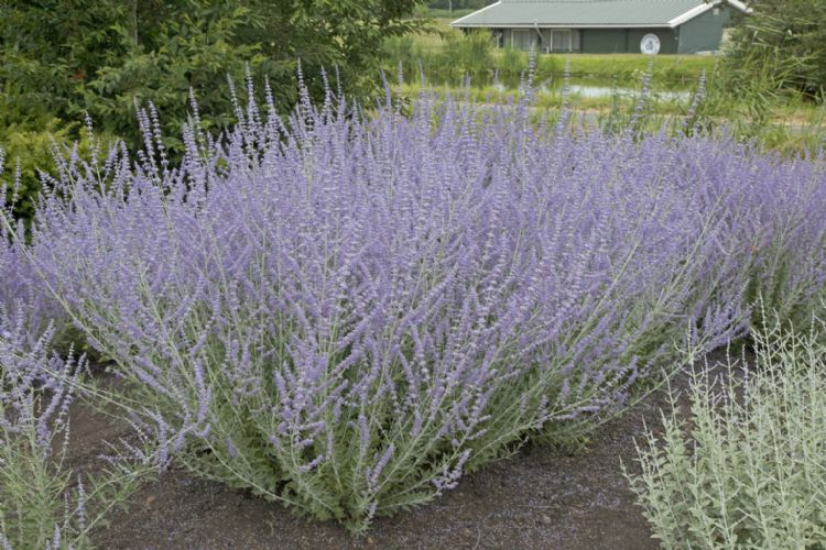 Perovskia atriplicifolia 'Kuperba' (Blue Arrow) Perovskia atriplicifolia 'Kuperba' (Blue Arrow)