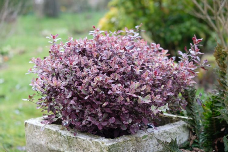 Pittosporum tenuifolium 'Breebay' (Bannow Bay) Pittosporum tenuifolium 'Breebay' (Bannow Bay)