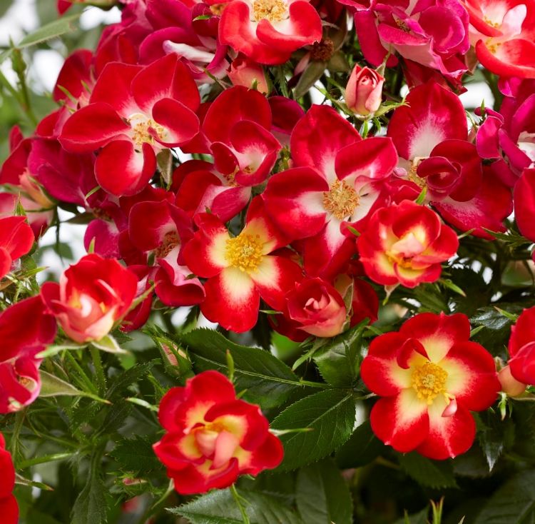 Rosa (Everglow Ruby) Rosa (Everglow Ruby)