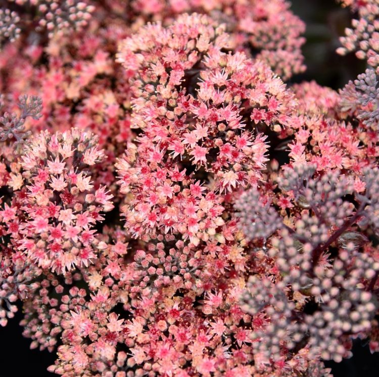 Sedum telephium (Globe Pink) Sedum telephium (Globe Pink)