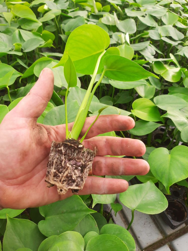 Stek van <i>Monstera</i> Stek van <i>Monstera</i>