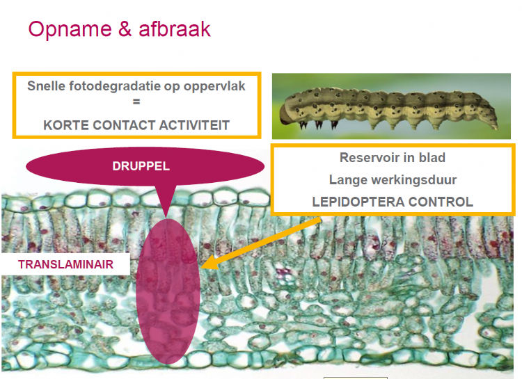 Proclaim wordt snel opgenomen door het gewas en verspreidt zich translaminair door het blad. Rupsen die het middel via vraat opnemen, leggen snel het loodje Proclaim wordt snel opgenomen door het gewas en verspreidt zich translaminair door het blad. Rupsen die het middel via vraat opnemen, leggen snel het loodje