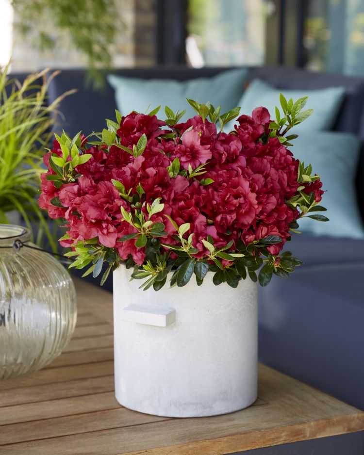 <i>Rhododendron</i> Encore Autumn Fire ('Robleze' PBR) <i>Rhododendron</i> Encore Autumn Fire ('Robleze' PBR)