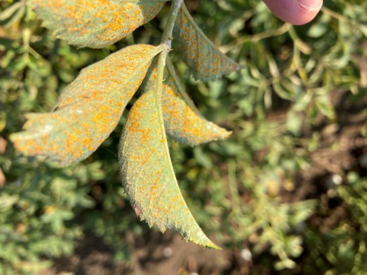 Door roest aangetast rozenblad Door roest aangetast rozenblad