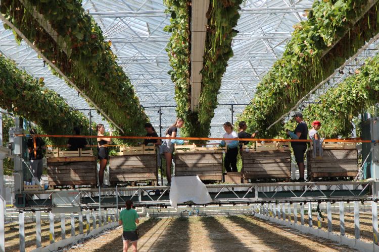 Stek knippen is een arbeidsintensieve zomerklus Stek knippen is een arbeidsintensieve zomerklus