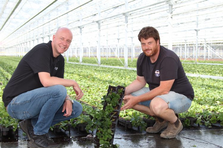 Het trayplantmengsel werkt bij het oppotten beter mee dan Goossens verwachtte