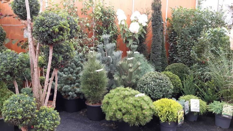 Euro Tree heeft de stand vol gebouwd met allerhande bomen en planten Euro Tree heeft de stand vol gebouwd met allerhande bomen en planten