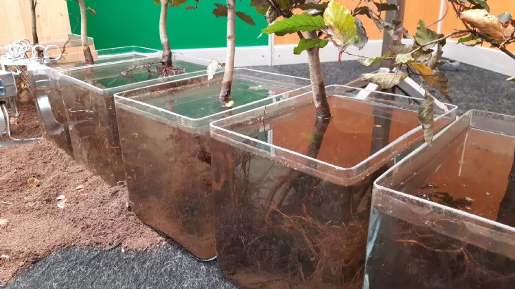 'Grounded', Hergo tree nurseries