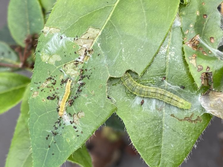 Rupsen van bladrollers Rupsen van bladrollers