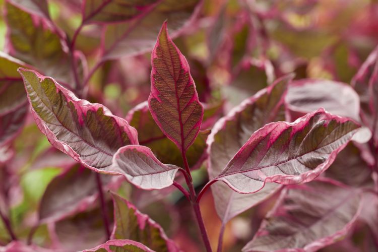 <i>Cornus alba</i> Miracle