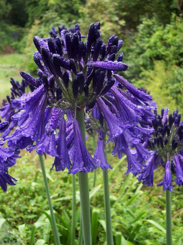 <i>Agapanthus</i> Black Pantha