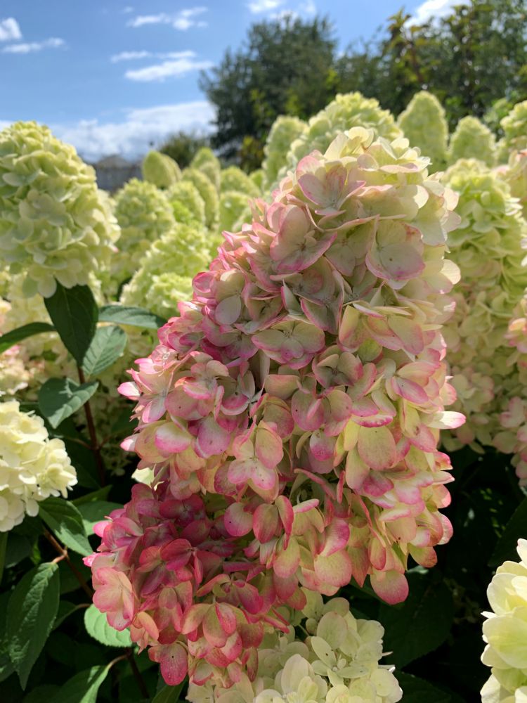 <i>Hydrangea paniculata</i> Bonfire