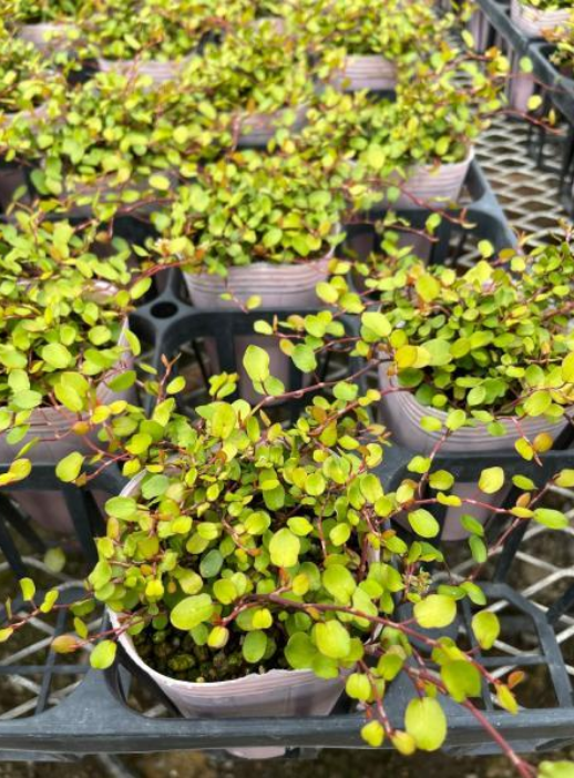 <i>Muehlenbeckia complexa</i> Golden Girl