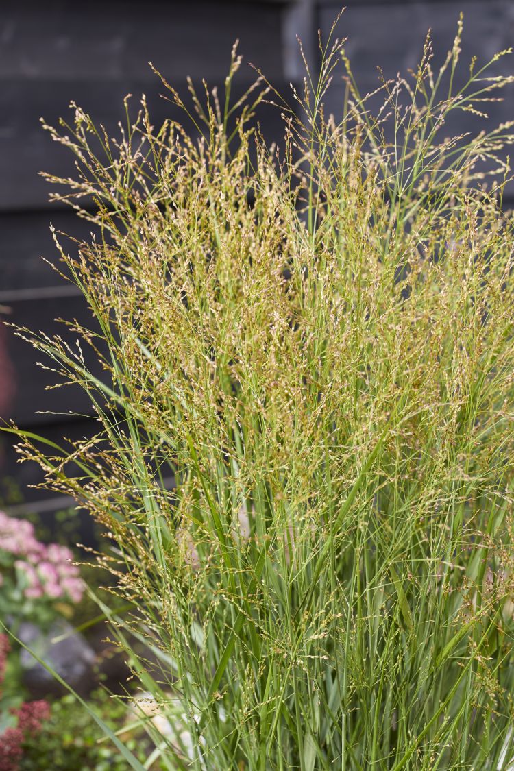 <i>Panicum virgatum</i> 'JS Buffalo Green'
