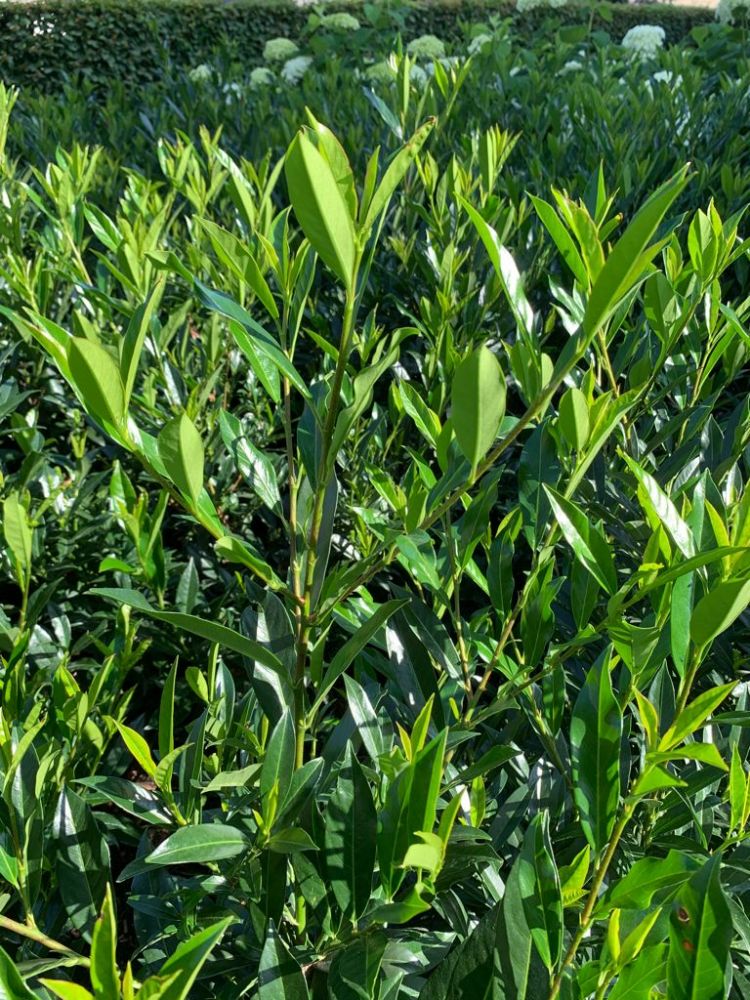 <i>Prunus laurocerasus</i> Otto Supreme