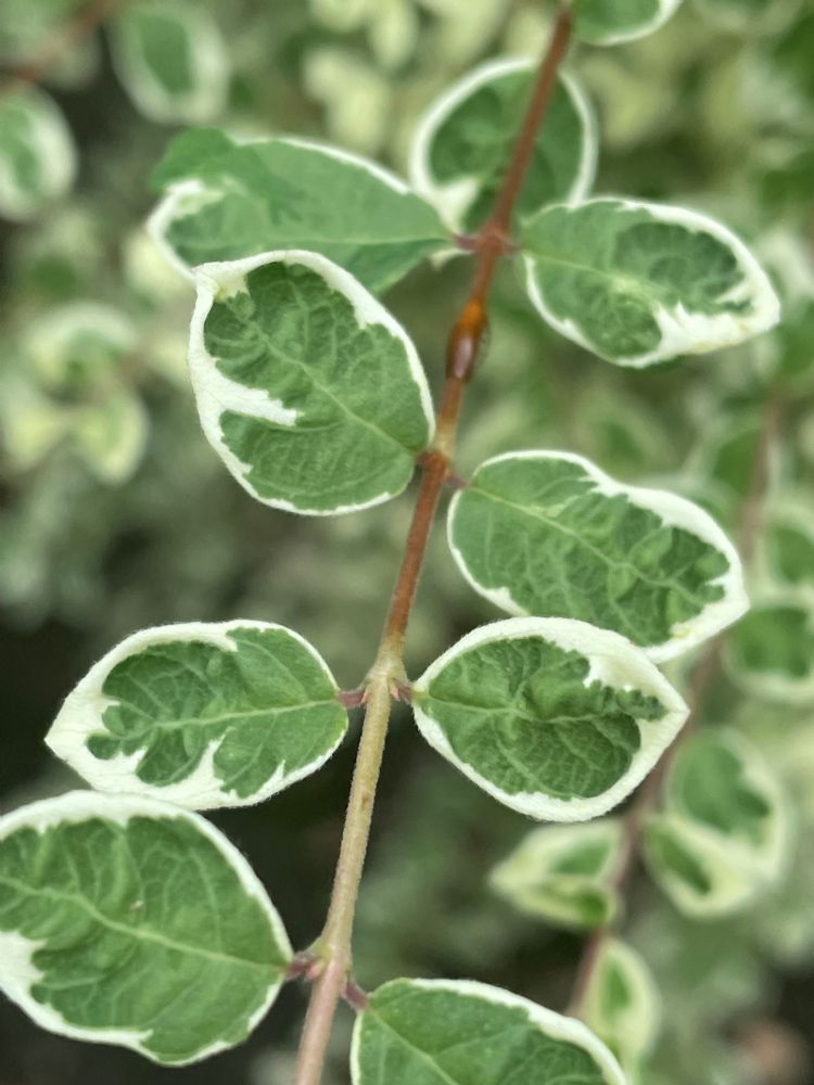 <i>Symphoricarpos chenaultii</i> Fiesta Berry