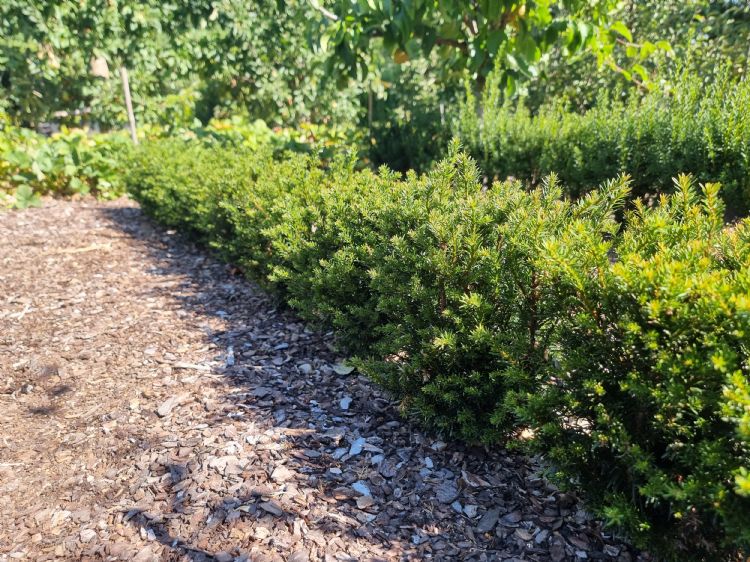 <i>Taxus baccata</i> Tiny T