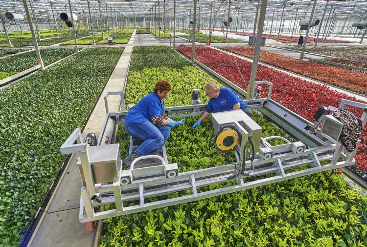Jaarlijkse productie van 30 miljoen stuks stek Jaarlijkse productie van 30 miljoen stuks stek