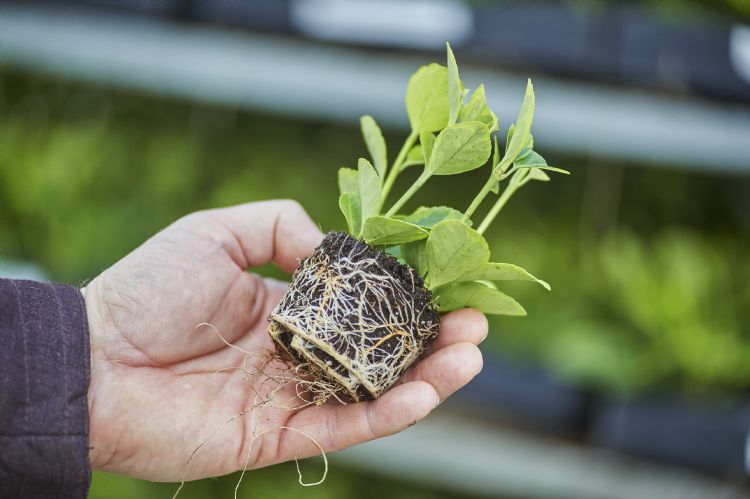 De plug zorgt voor optimale beworteling De plug zorgt voor optimale beworteling