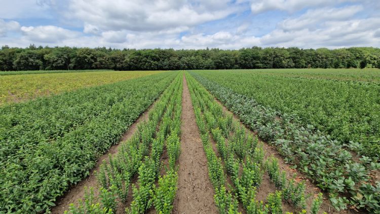 Faassen Plants