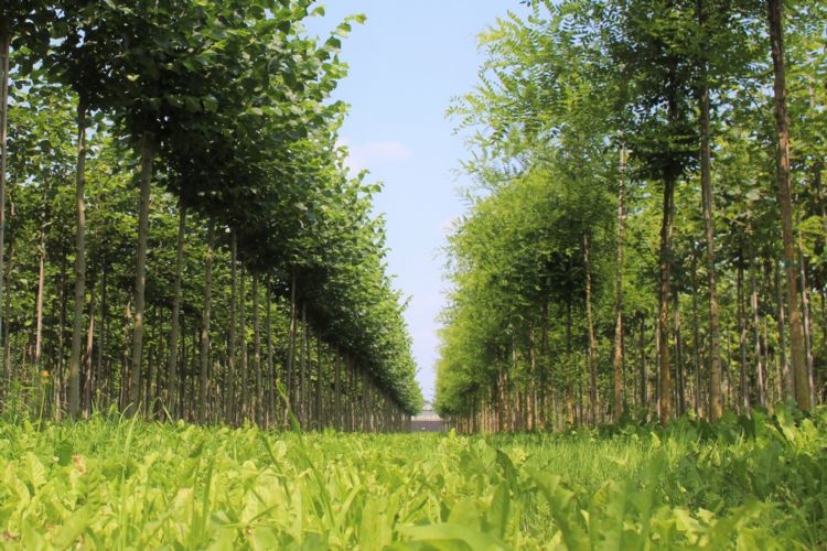 Faassen Plants