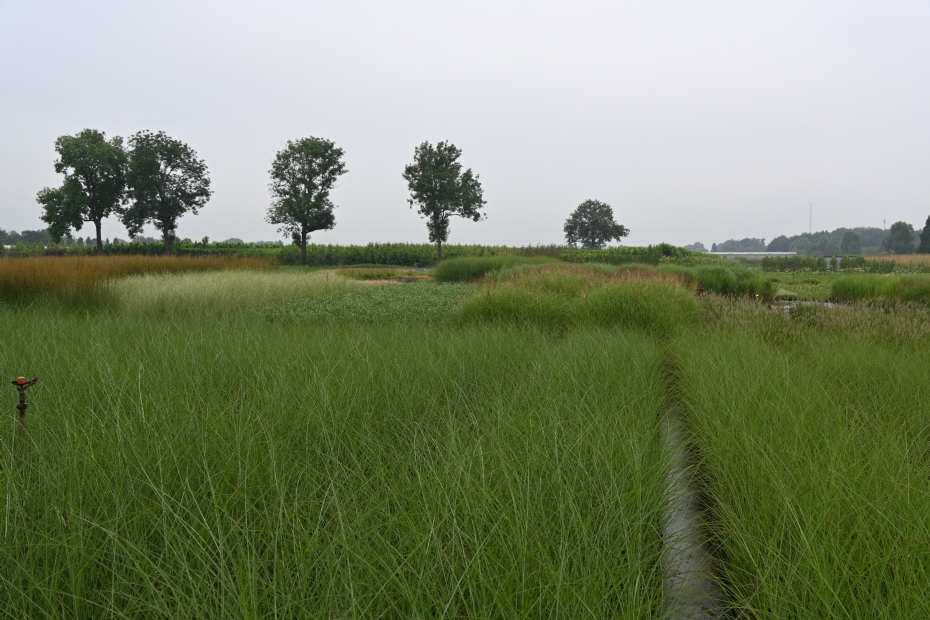 Een perceel Miscanthus sin. ‘Gracillimus’