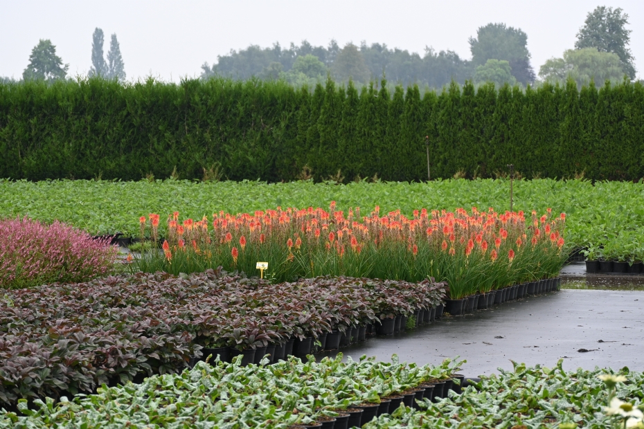 Onder meer Pulmonaria off. ‘Sissinghurst White, Rodgersia ‘Bronze peacock’ en Kniphofia ‘Papaya popsicle’