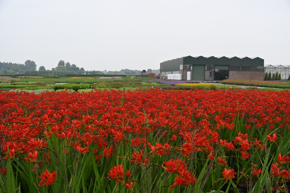 Dieprood bloeiende Crocosmia ‘Lucifer’