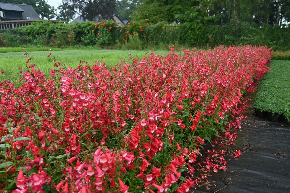 Penstemon ‘Rubicunda’